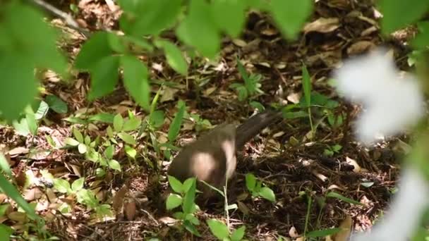 早起的鸟儿 Sturnus Vulgaris 钓到了虫子 — 图库视频影像