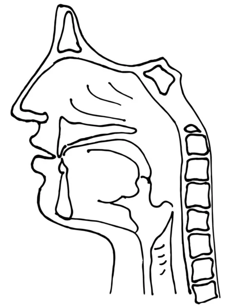 Sinus Vektorrajza Profil Szerv Vizualizációjában Kína Járványos Koronavírus 2019 Ncov — Stock Vector