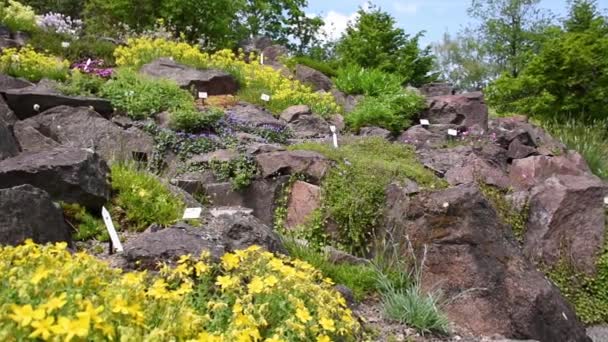 德国德累斯顿植物园的Zen Rock花园 绿草和瀑布 美化设计 — 图库视频影像