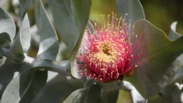 ユーカリの花の枝が風に揺れる 雄蕊のある大きなピンクの花のクローズアップ ユーカリは 薬局やアロマセラピーのための生態系製品です — ストック動画