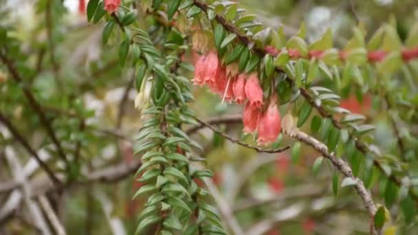 アガペツのぶら下がり茎は赤い花を咲かせ 柔らかい焦点 リアルタイム クローズアップ — ストック動画