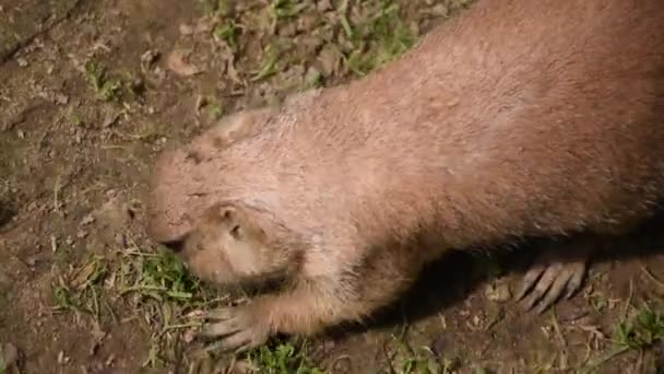 Groundhog Woodchuck Σκάβοντας Μια Τρύπα Στο Έδαφος Άνοιξη Του Καλοκαιριού — Αρχείο Βίντεο