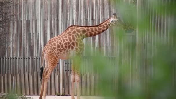 动物园里年轻的非洲长颈鹿在咀嚼绿叶 — 图库视频影像