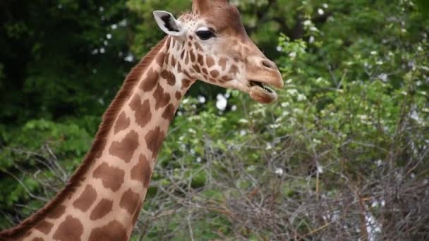 Jirafa Africana Joven Masticando Follaje Verde Zoológico — Vídeos de Stock