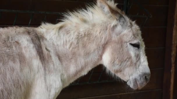 Little grey donkey napping in sunshine. close-up of furry head of mule — Stock Footage Little Grey Donkey Napping Sunshine Close Furry Head Mule Royalty Free Stock Video