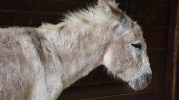 Pequeno Burro Cinzento Cochilando Sol Close Cabeça Peluda Mula — Vídeo de Stock