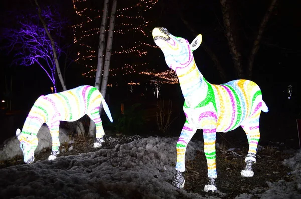 Chicago, Estados Unidos. 31 de diciembre 2016. Para caminar a través de la pantalla luminosa en la víspera de Año Nuevo en Lincoln Park Zoo en Chicago . — Foto de Stock