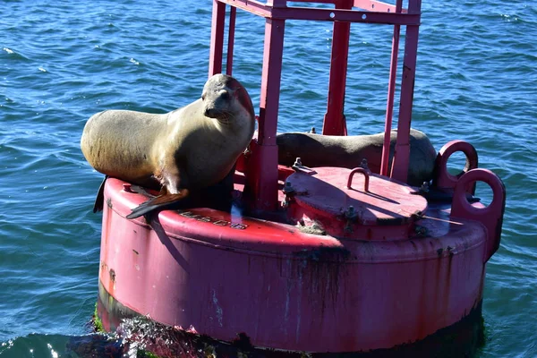 San diego, kalifornien - usa - dez 04, 2016: kalifornisches meer — Stockfoto