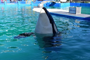 Miami, Florida - ABD - 08 Ocak 2016: katil balinalar se