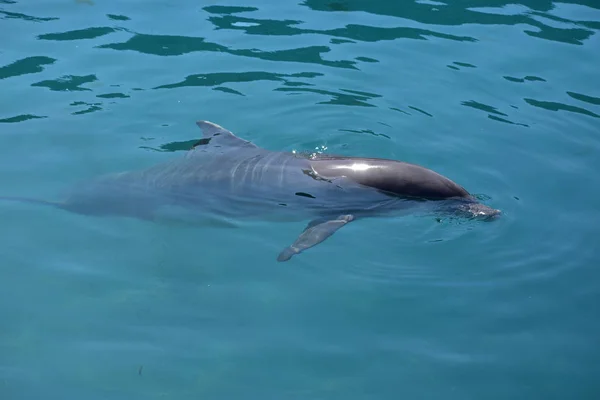Miami, Florida - Usa - 2016. január 08.: Úszás a delfinekkel — Stock Fotó