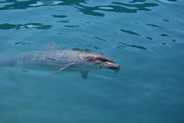 Miami, Florida - Estados Unidos - 08 de enero de 2016: Nadar con los delfines — Foto de Stock