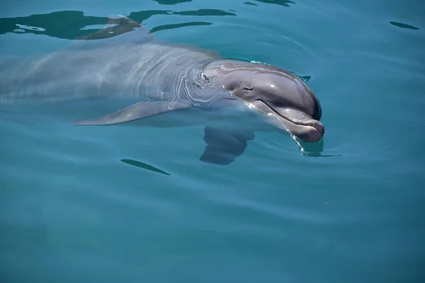 Miami, Florida - USA - January 08, 2016: Flipper Dolphin — Stock Photo, Image