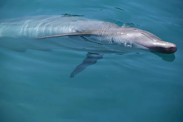 Майами, Флорида - США - 08 января 2016 года: "Дельфиновая любовь" " — стоковое фото
