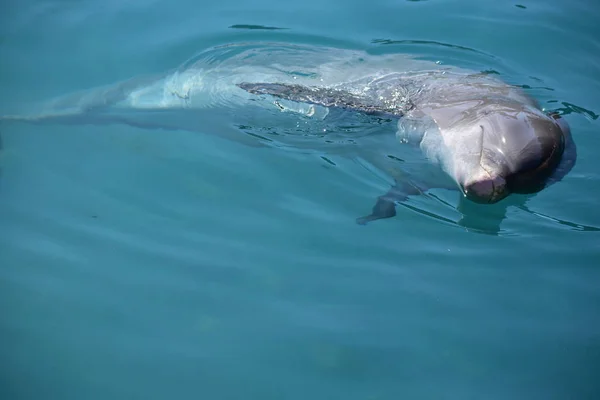Miami, florida - usa - 08. Januar 2016: flossen in "dolphin lov — Stockfoto