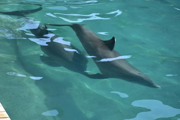 Miami, florida - usa - 08. Januar 2016: flossen und der delphin — Stockfoto
