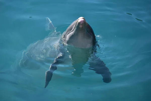 Miami, Floryda - Usa - 08 stycznia 2016: Dolphin uśmiech — Zdjęcie stockowe