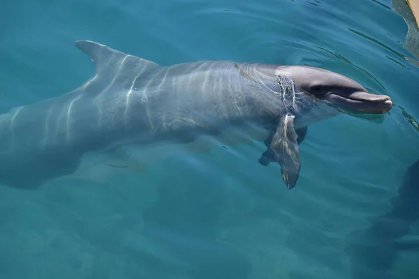 Miami, Floride - États-Unis - 08 janvier 2016 : Dolphin Show à Miami — Photo