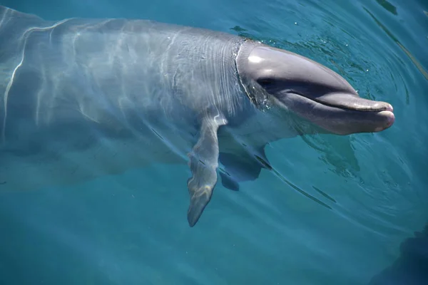 Майами, Флорида - США - 08 января 2016 года: Дельфин — стоковое фото