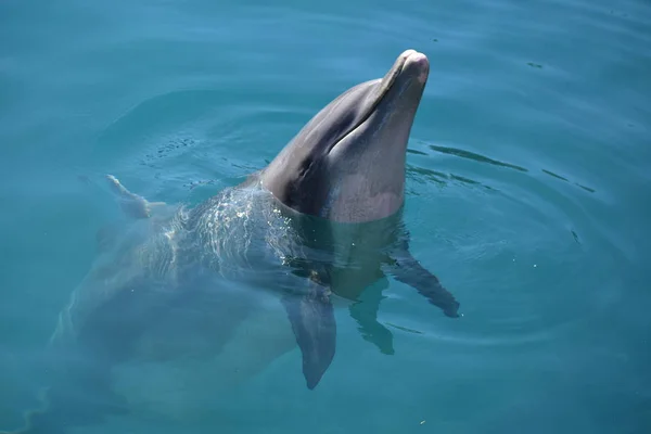 Miami, Florida - USA - 08 gennaio 2016: Flipper the dolphin sho — Foto Stock