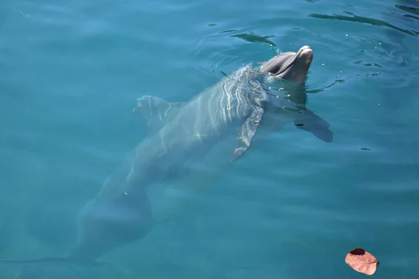 Miami, Florida - Usa - 08 ledna, 2016: Delfíní show — Stock fotografie