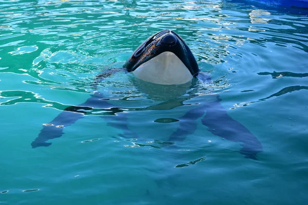 Майами, Флорида - США - 08 января 2016: Killer Whale Swift — стоковое фото