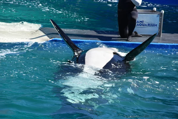 Miami, Floryda - Usa - 08 stycznia, 2016:Killer wieloryb Pokaż — Zdjęcie stockowe