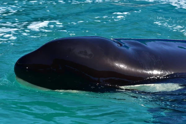 Miami, Florida - USA - 08 gennaio 2016: Killer Whale Face — Foto Stock