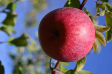 Taze kırmızı elma. 