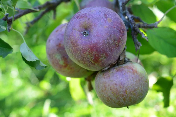 Almaültetvényekben Farm — Stock Fotó