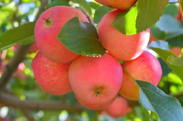 모든 계절 사과 과수원 — 스톡 사진