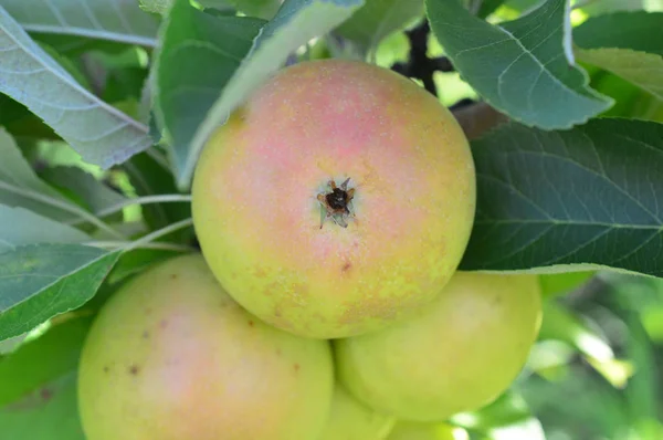 Az NH almaültetvényben — Stock Fotó