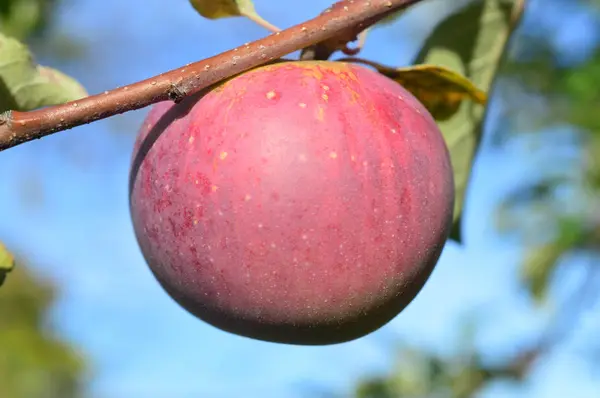 신선한 사과 수확 — 스톡 사진