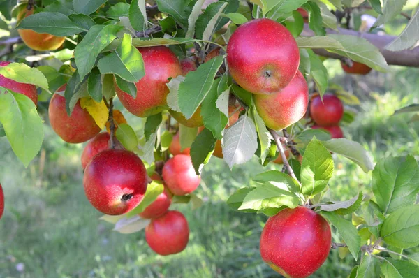 Pumpkin Patch jabłuszkowym Sadzie — Zdjęcie stockowe