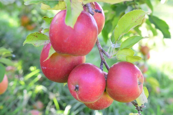 식욕을 돋 우는 사과 과수원 — 스톡 사진
