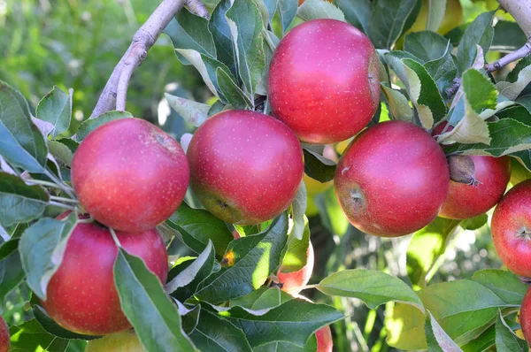 가 사과 따기 — 스톡 사진