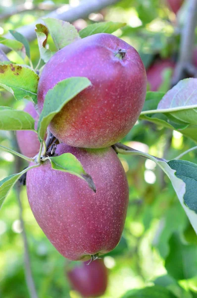Az Apple gyümölcsösök, New Hampshire-ben — Stock Fotó