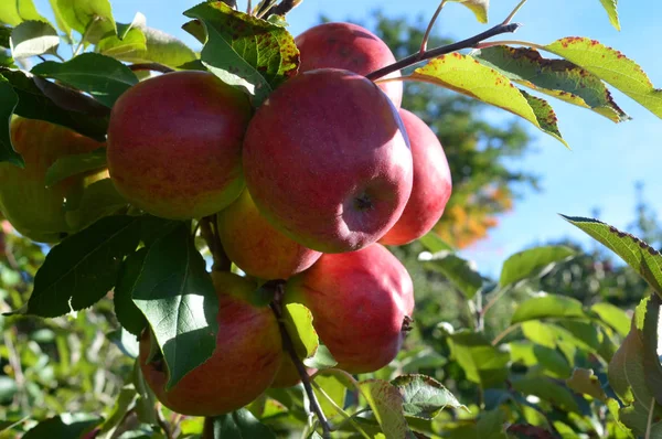 Pumpkin Patch jabłuszkowym Sadzie — Zdjęcie stockowe