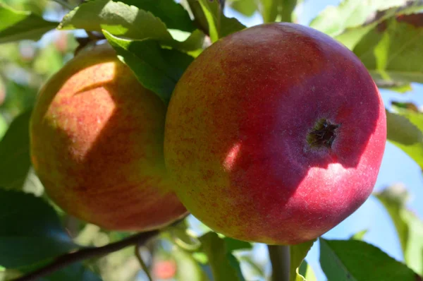Ínycsiklandozó Apple gyümölcsösök — Stock Fotó