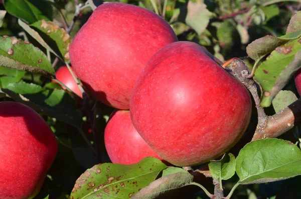빨간 유기농 사과 — 스톡 사진