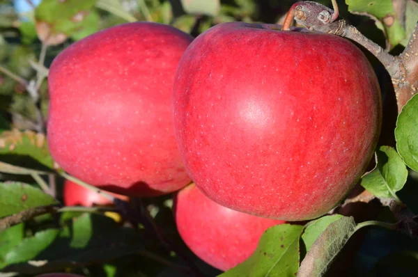 신선한 빨간 유기농 사과 — 스톡 사진
