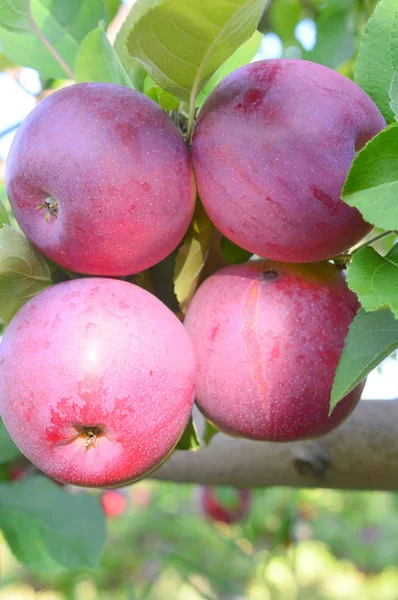 Organiczne Fresg czerwone jabłka — Zdjęcie stockowe