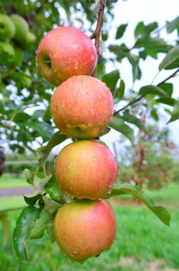 Gala elma-bu fotoğraf Malta, Illinois Jonayac Apple Orchard çekildi