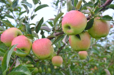 Jonathan Apples-bu fotoğraf Malta, Illinois Jonayac Apple Orchard çekildi
