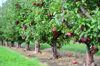 Apple Trees-bu fotoğraf Malta, Illinois Jonayac Apple Orchard çekildi