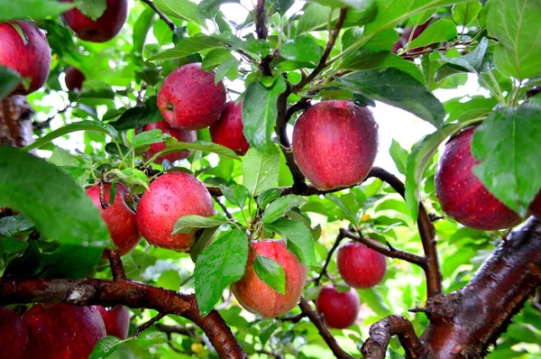 Manzanas camafeo - Esta foto fue tomada en Jonamac Apple Orchard en Malta, Illinois — Foto de Stock