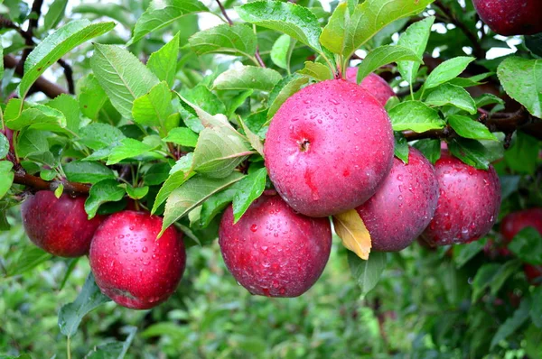Κόκκινο δωρεάν μήλα κοντινό πλάνο — Φωτογραφία Αρχείου