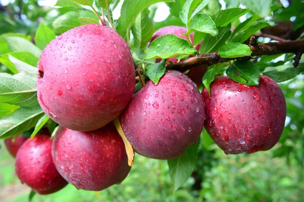 와인 Crsip 사과 — 스톡 사진