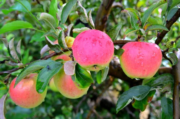 Manzanas Rosa Señora con gota de lluvia —  Fotos de Stock