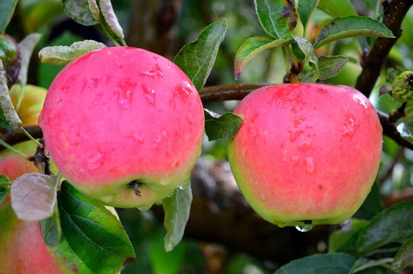 Růžová dáma s jablky — Stock fotografie