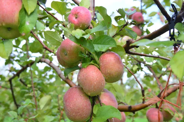 Fuji jabłka-to zdjęcie zostało zrobione w Jonamac Apple Orchard na Malcie, Illinois — Zdjęcie stockowe